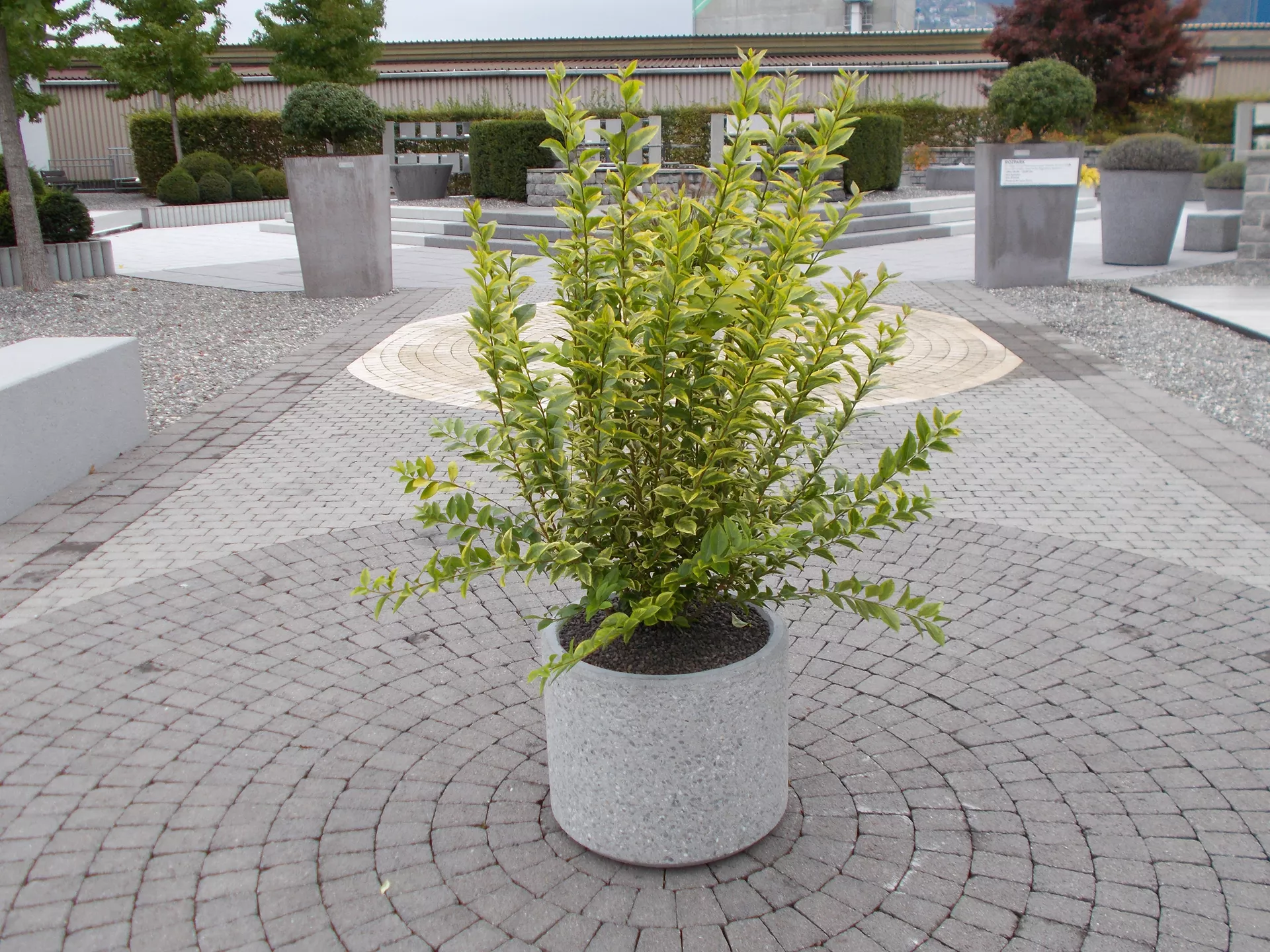 PARCO Pflanzentrog rund grau gestrahlt OD 50 cm H 40 cm W 4 cm R 25 cm