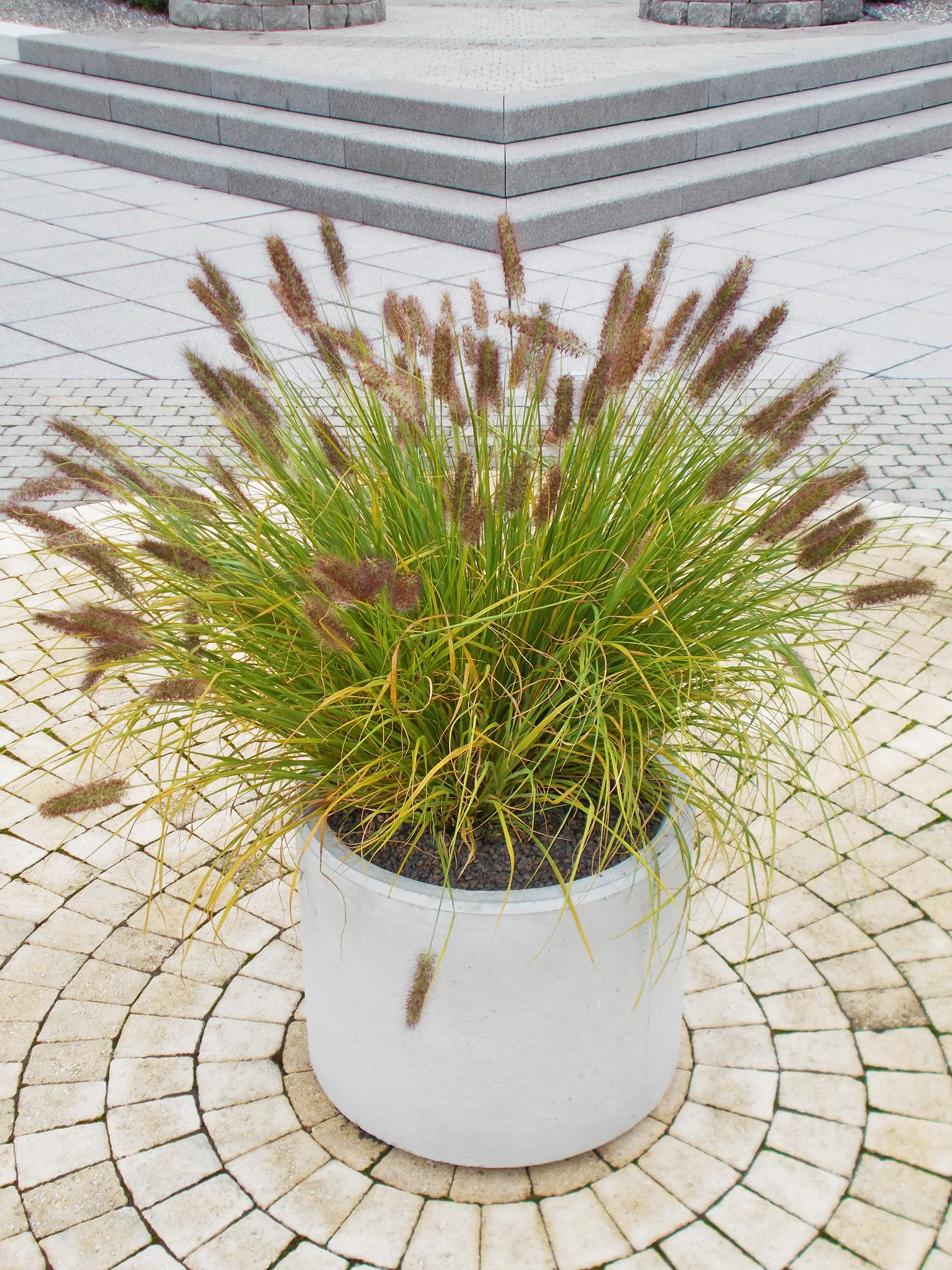 PARCO Pflanzentrog rund grau glatt OD 50 cm H 40 cm W 4 cm R 25 cm