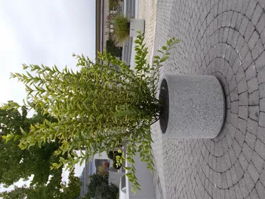 PARCO Pflanzentrog rund grau gestrahlt OD 50 cm H 40 cm W 4 cm R 25 cm