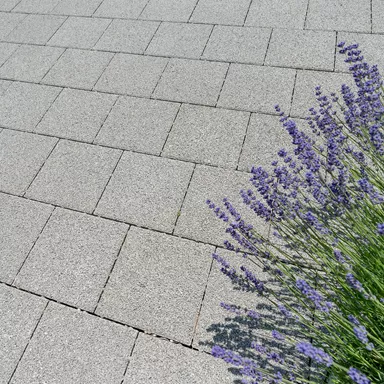 CARENA® Sickersteine fino gefast