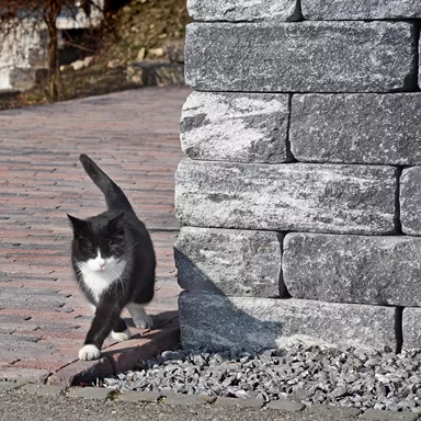 VERZASCA<sup>®</sup> Weinbergmauer