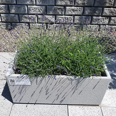 PICCOLO Pflanzentröge rechteckig