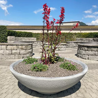 LOTUS Pflanzenschale