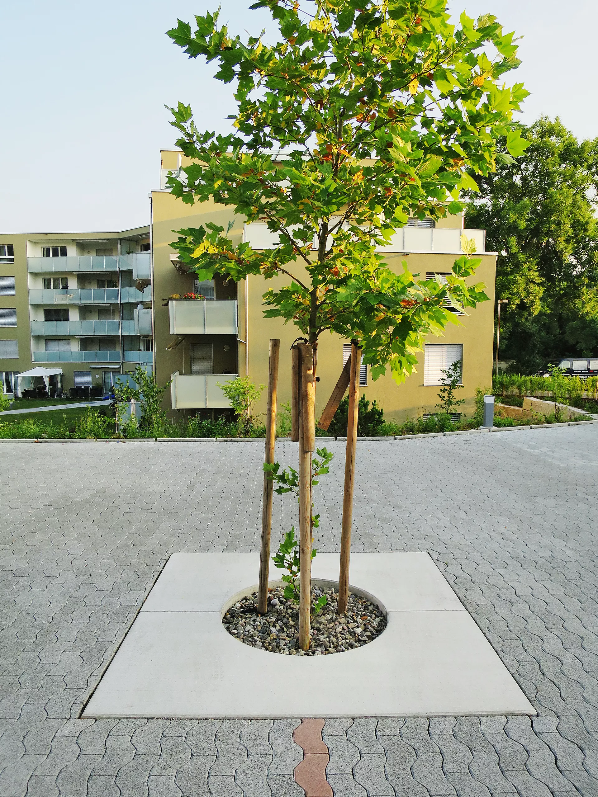 BAUMFIX Baumscheibe grau mit Besenstrich mit Aussparung R 50 cm L 250 cm B 100 cm H 20 cm BK C 250