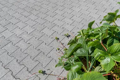 H Sickerstein Normalstein grau fein gefast L 20 cm B 16.5 cm H 8 cm