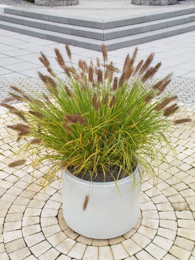 PARCO Pflanzentrog rund grau glatt OD 50 cm H 40 cm W 4 cm R 25 cm