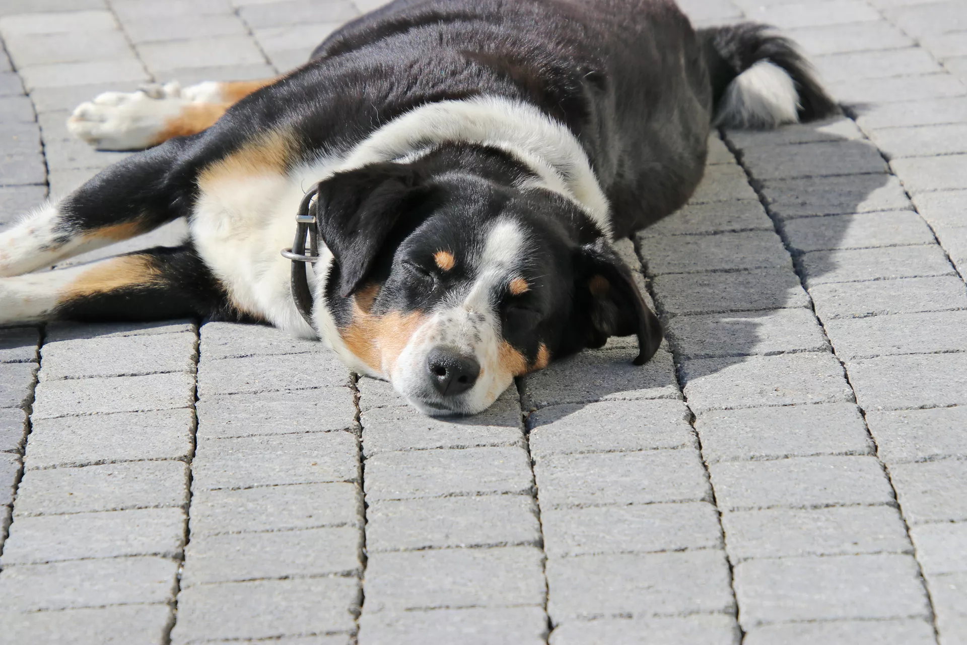 FRIEDA Pflasterstein perlgrau strukturiert Kanten gebr. L 8.8-11.8 cm B 9.8 cm H 7 cm