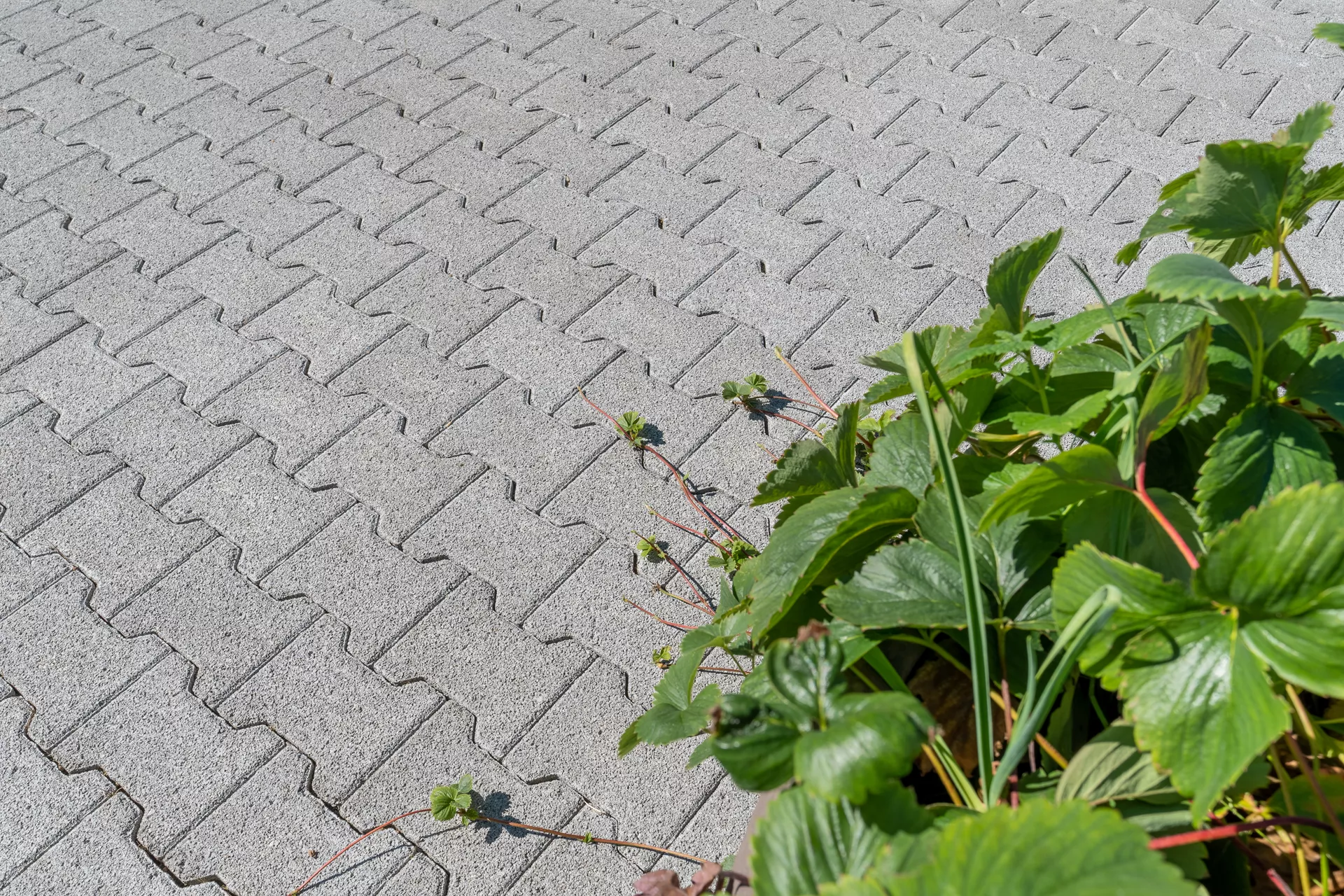 H Sickerstein Normalstein grau fein gefast L 20 cm B 16.5 cm H 8 cm