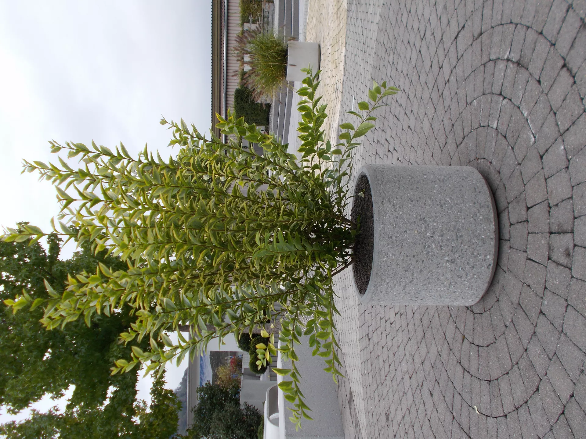 PARCO Pflanzentrog rund grau gestrahlt OD 50 cm H 40 cm W 4 cm R 25 cm