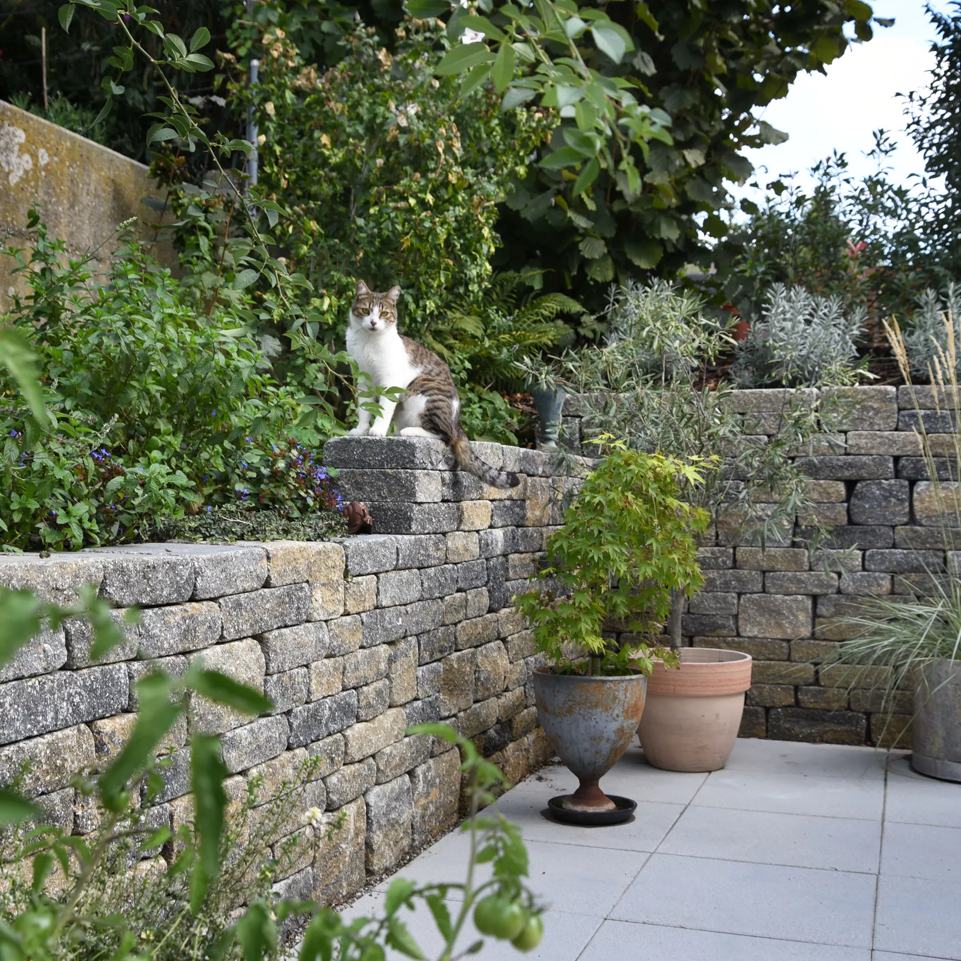 VERZASCA<sup>®</sup> Weinbergmauer