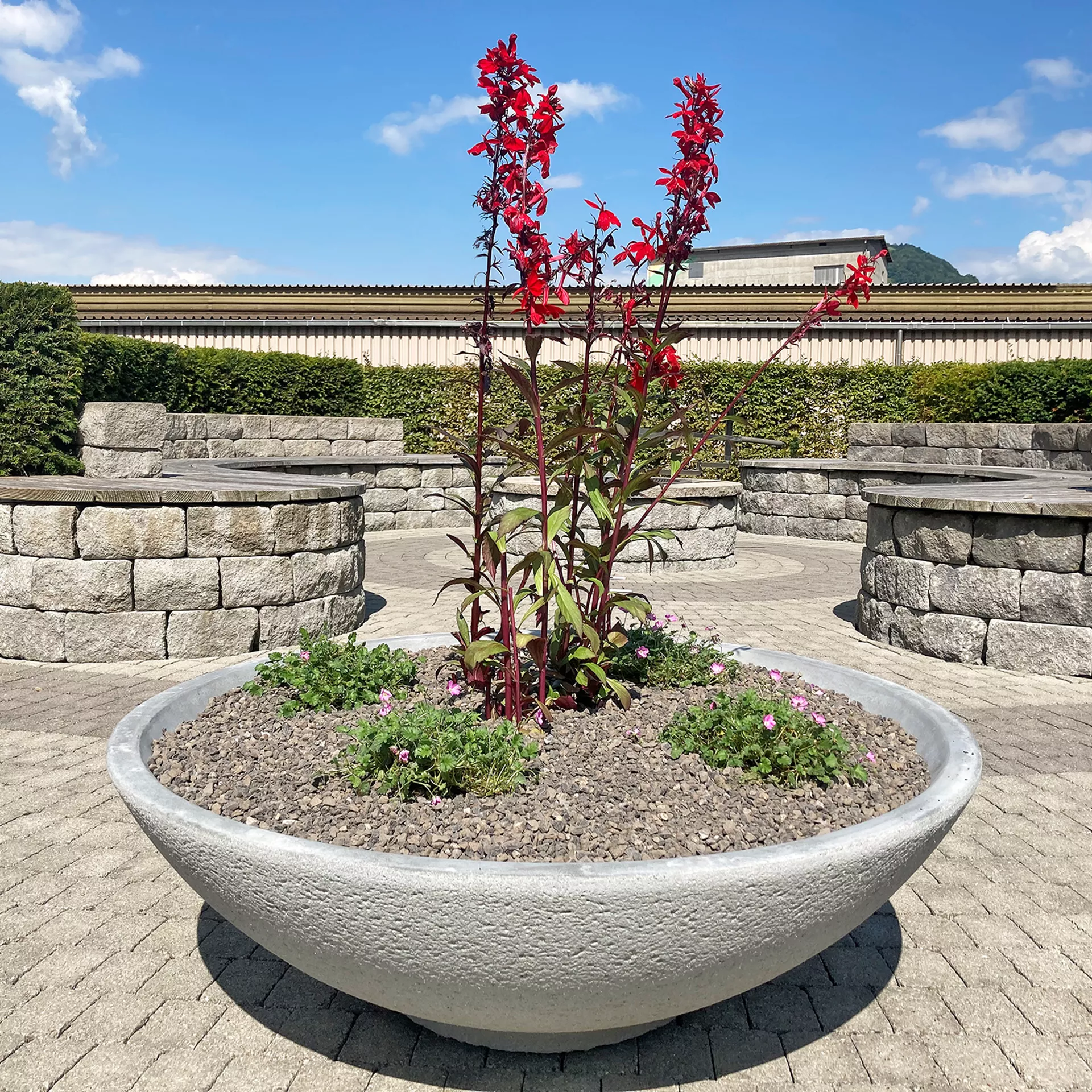 LOTUS Pflanzenschale