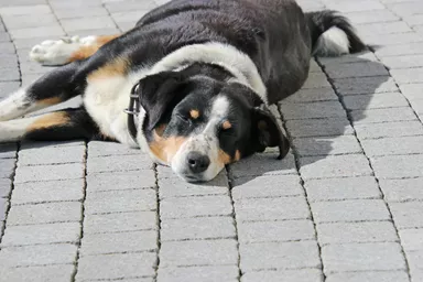 FRIEDA Pflasterstein perlgrau strukturiert Kanten gebr. L 8.8-11.8 cm B 9.8 cm H 7 cm