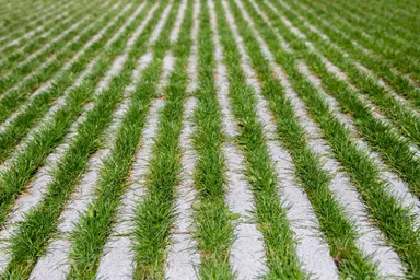 RAINA Rasenliner mit Verschiebesicherung grau glatt L 60 cm B 40 cm H 10 cm