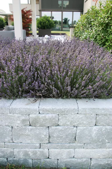 SANTURO Landhausmauer Typ 2 2-seitig gespalten grau Kanten gebrochen L 30-50 cm B 25 cm H 15 cm