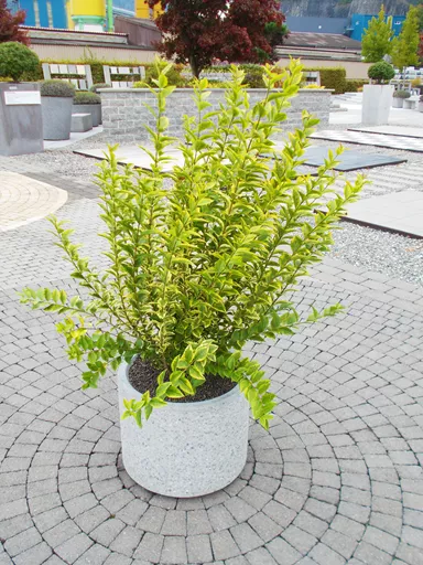 PARCO Pflanzentrog rund grau gestrahlt OD 50 cm H 40 cm W 4 cm R 25 cm