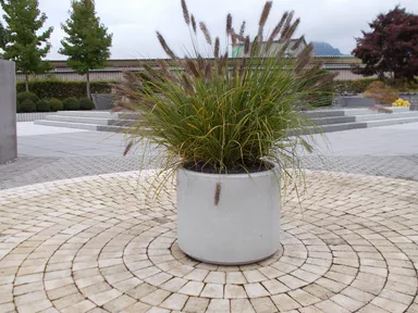 PARCO Pflanzentrog rund grau glatt OD 50 cm H 40 cm W 4 cm R 25 cm