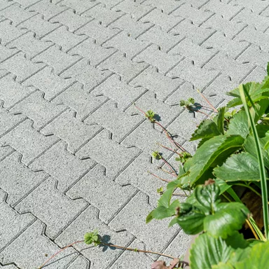 H Sickersteine fino fein gefast